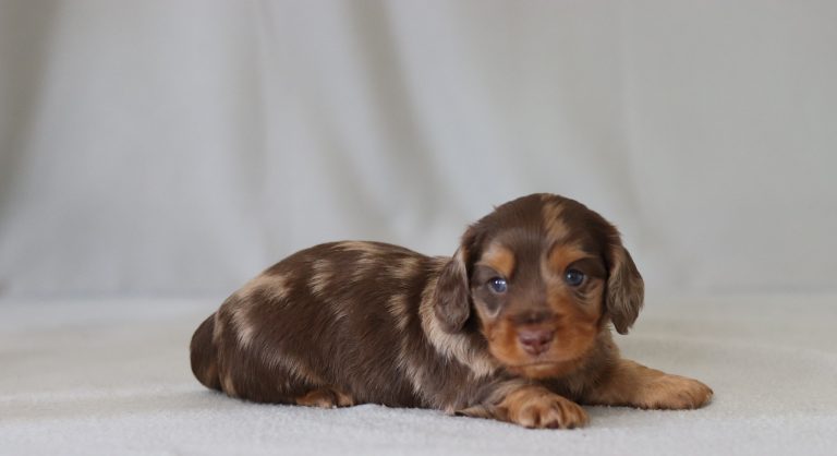 6576aaGallas the mini dachshund-the puppy lodge