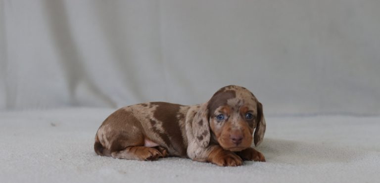 6577aaGarrett the dachshund-the puppy lodge