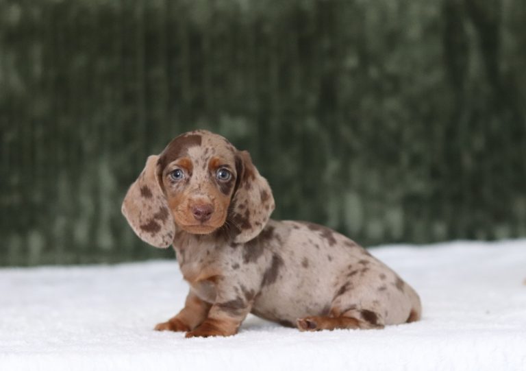6577aaa Garrett the mini dachshund-the puppy lodge