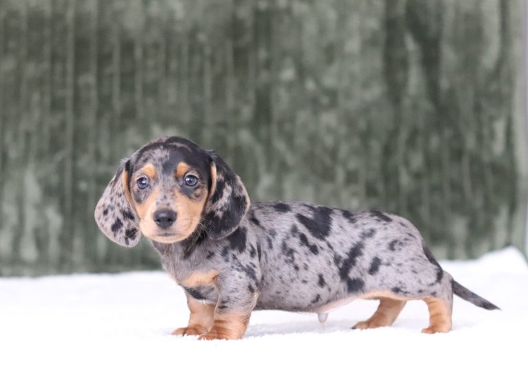 6578aaa gideon the mini dachshund-the puppy lodge