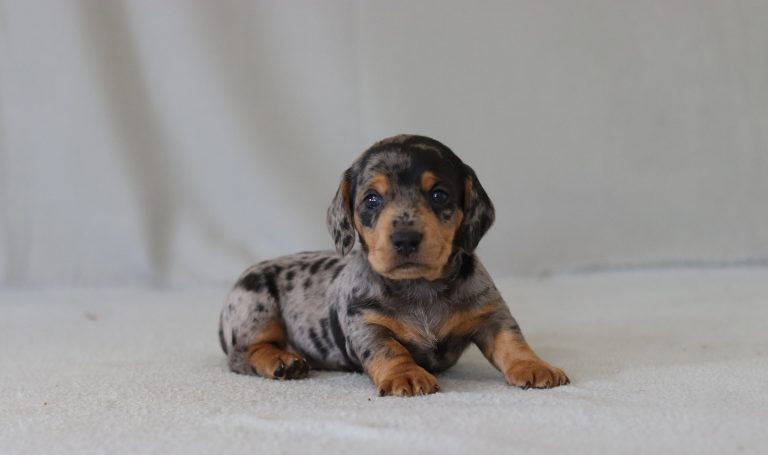 6578aaGideon the dachshund-the puppy lodge