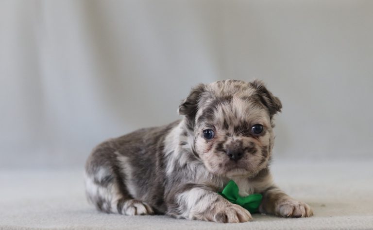 6593aa archer the fluffy frenchie-the puppy lodge