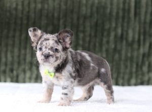 6593aArcher the fluffy frenchie-the puppy lodge