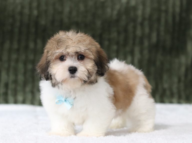 6622aa-Bruno the teddy bear-the puppy lodge