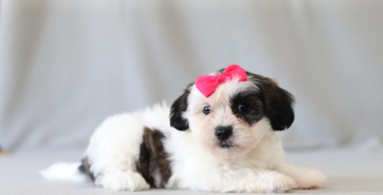 6625aaaBonnie the teddy bear-the puppy lodge