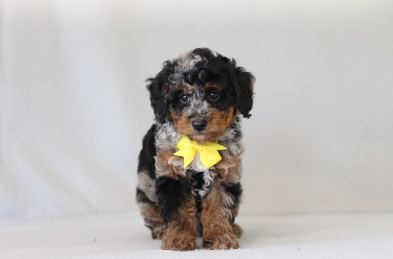 6776aaBraxton the mini poodle-the puppy lodge