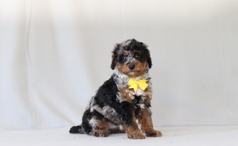 6776aaBraxton the mini poodle-the puppy lodge