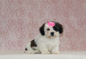 Bonnie-6625a-puppy-teddy-bear-The-Puppy-Lodge