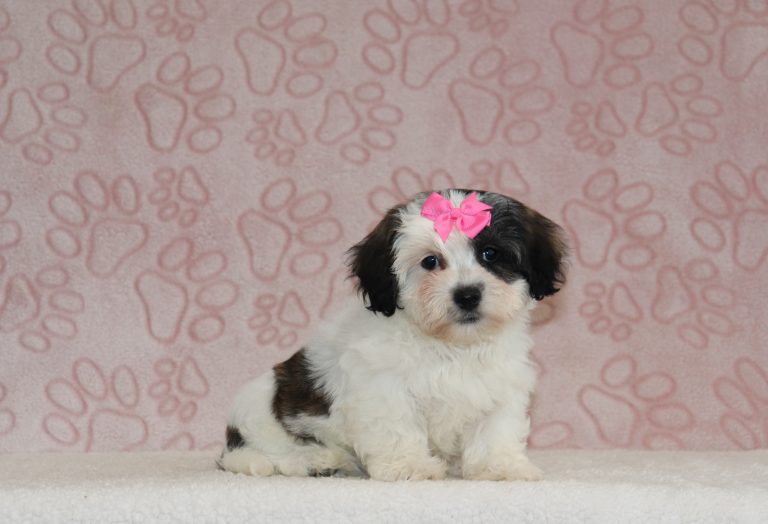 Bonnie-6625a-puppy-teddy-bear-The-Puppy-Lodge