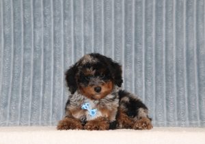Braxton-6776aaa-puppy-mini-poodle-Puppy-Lodge