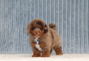 Earl-6307aa-puppy-mini-bernedoodle-The-Puppy-Lodge