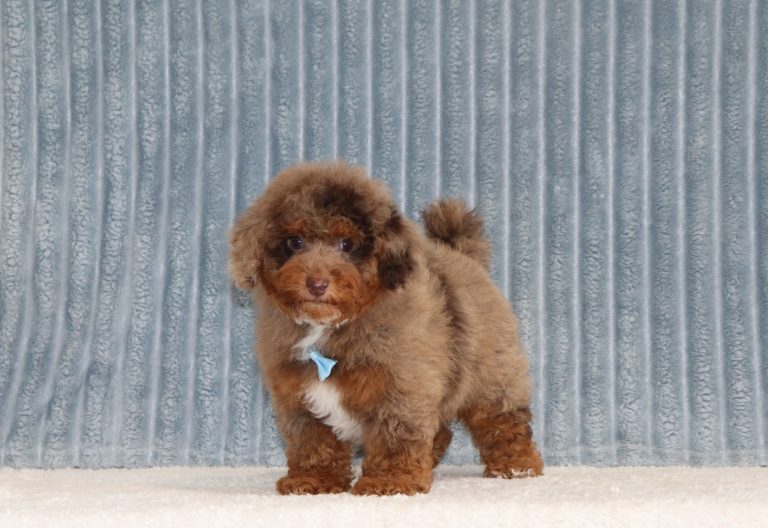 Earl-6307aa-puppy-mini-bernedoodle-The-Puppy-Lodge