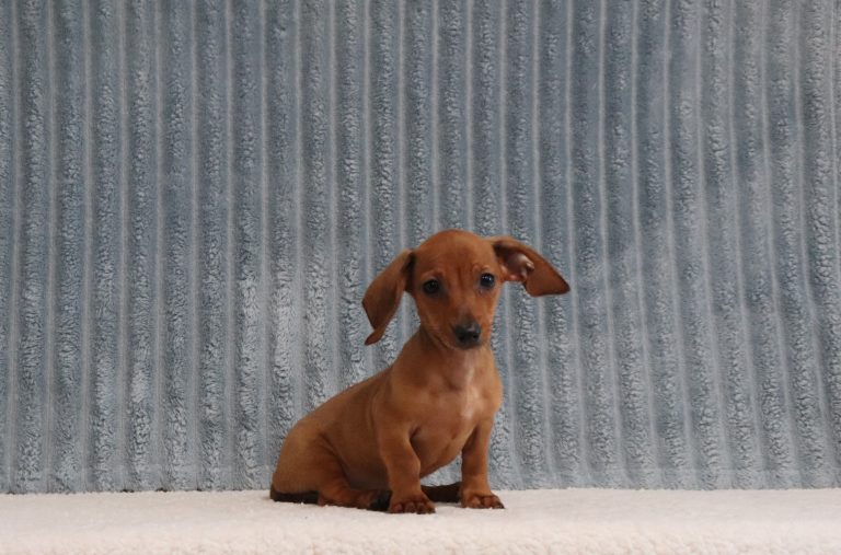 Elmer-4648a-puppy-mini-dachshund-The-Puppy-Lodge-