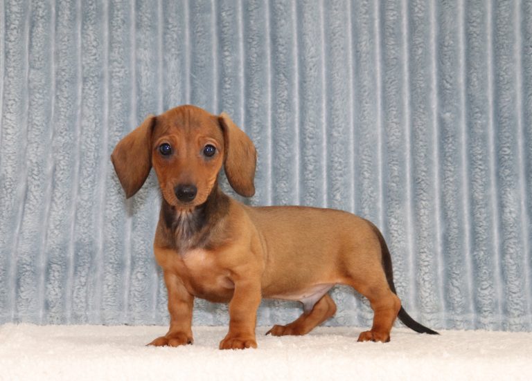 Elron-4651a-puppy-mini-dachshund-The-Puppy-Lodge-of-Berlin
