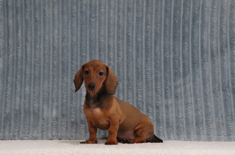 Elron-4651b-puppy-mini-dachshund-The-Puppy-Lodge