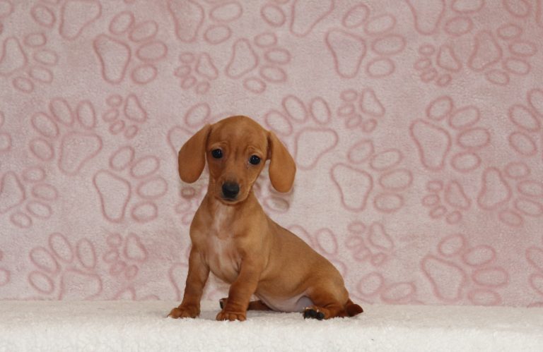 Emmy-4658aaa-puppy-mini-dachshund-The-Puppy-Lodge-of-Berlin-