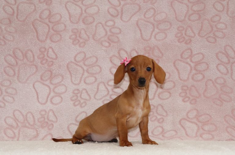 Emmy-4658b-puppy-mini-dachshund-The-Puppy-Lodge-
