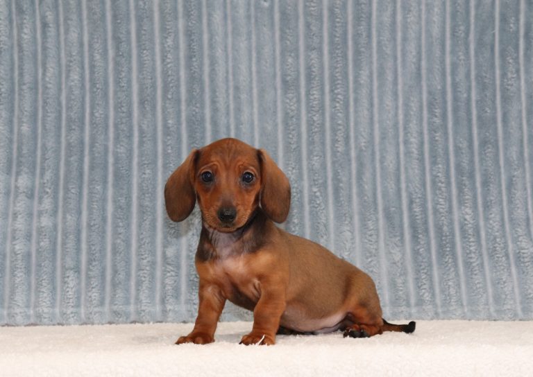 Ernie-4654a-Mini-Dashchund-The-Puppy-Lodge