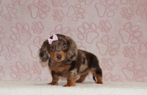 Judith-2928bbb-puppy-Mini-Dachshund-The-Puppy-Lodge-of-Berlin