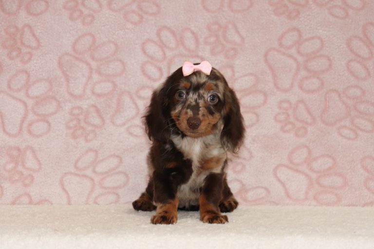 Julie-2927aa-puppy-mini-dachshund-The-Puppy-Lodge