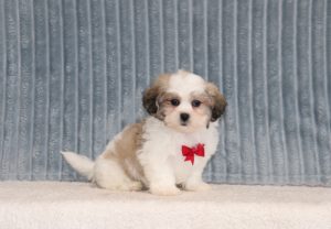 Lyle-6219a-puppy-Teddy-Bear-The-Puppy-Lodge