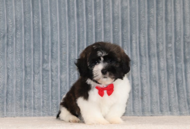 Newman-6112aaa-puppy-teddy-bear-The-Puppy-Lodge