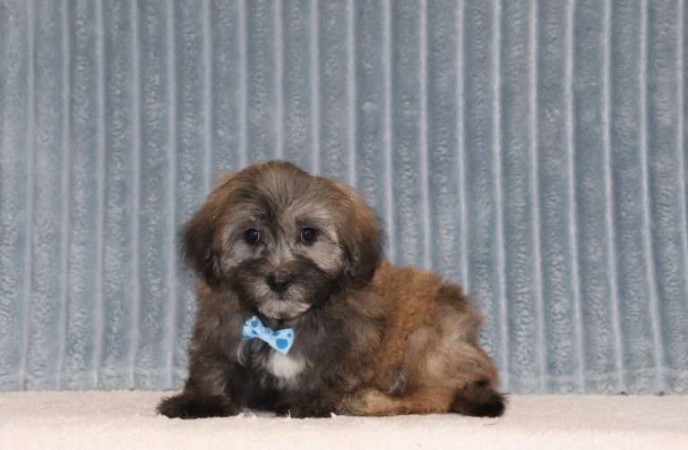 Nolan-6567aaa-puppy-teddy-bear-The-Puppy-Lodge-of-Berlin