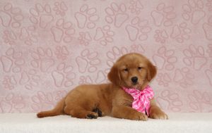 Paris-4319aa-puppy-golden-retriever-The-Puppy-Lodge-
