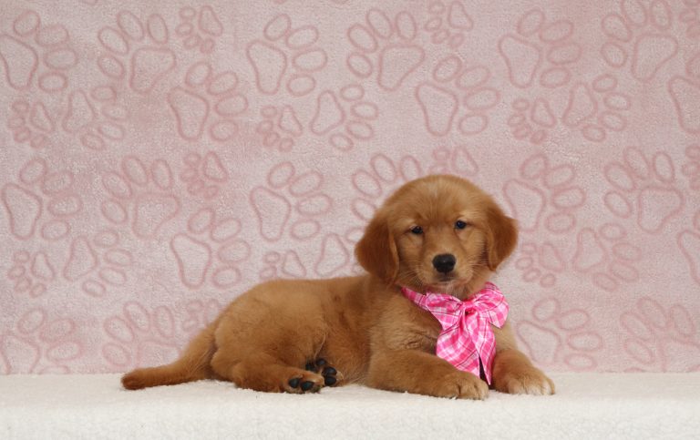 Paris-4319aa-puppy-golden-retriever-The-Puppy-Lodge-
