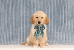 Peanut-4316a-puppy-golden-retriever-The-Puppy-Lodge