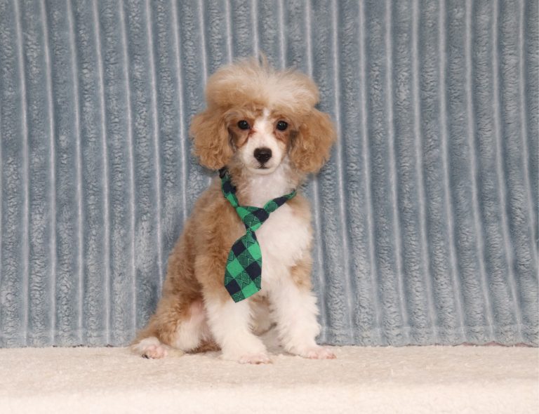Rocket-4149a-Puppy-Mini-Poddle-The-Puppy-Lodge
