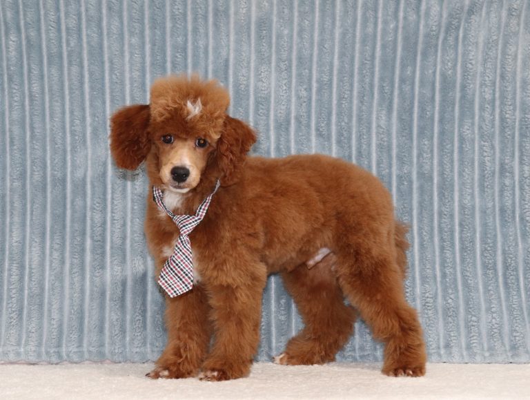 Rylan-4302cc-puppy-mini-poodle-The-Puppy-Lodge-