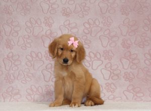 Tina-4356a-puppy-golden-retriever-The-Puppy-Lodge-