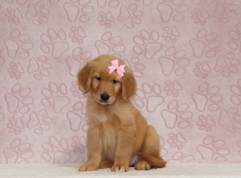 Tina-4356a-puppy-golden-retriever-The-Puppy-Lodge-