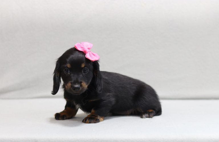 3434aMinerva the mini dachshund-the puppy lodge