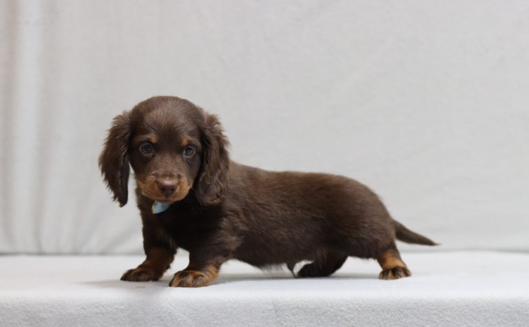 3435aMicheal the mini dachshund-the puppy lodge