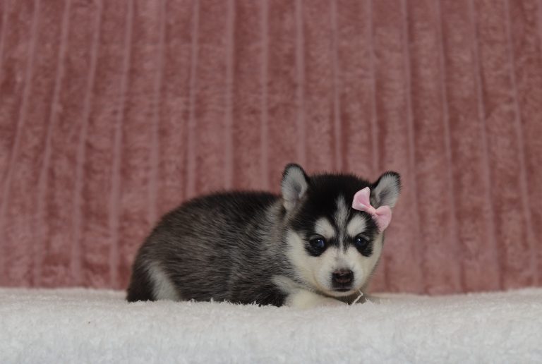 4347aa lucy the pomsky-the puppy lodge