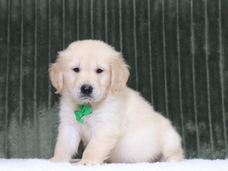 4349aaa Theodore the golden retreiver-the puppy lodge