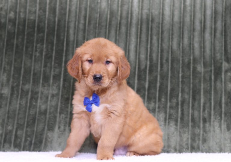 4371aaaReed the golden retriever-the puppy lodge