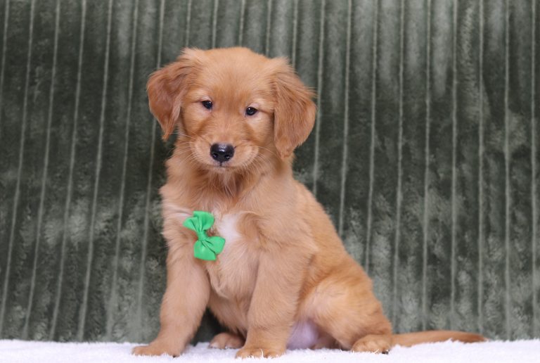 4372aaa-Roy the golden retriever-the puppy lodge