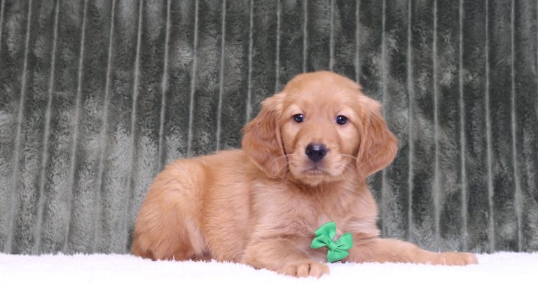 4373aaaRusty-the golden retriever-the puppy lodge