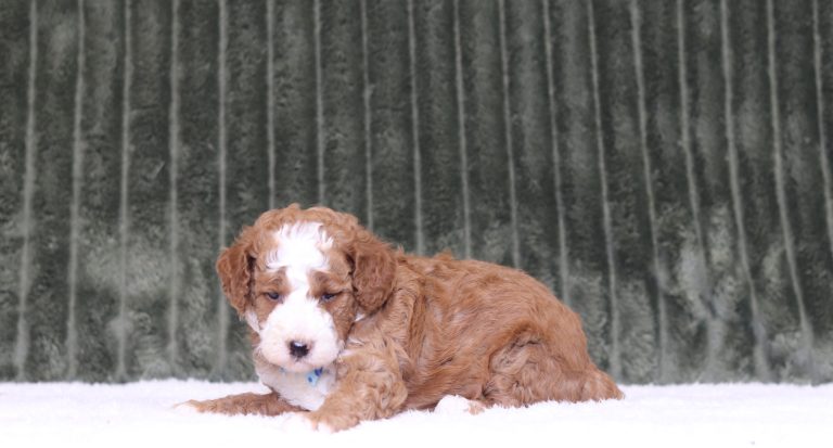 4431aa Pinto the mini poodle-the puppy lodge