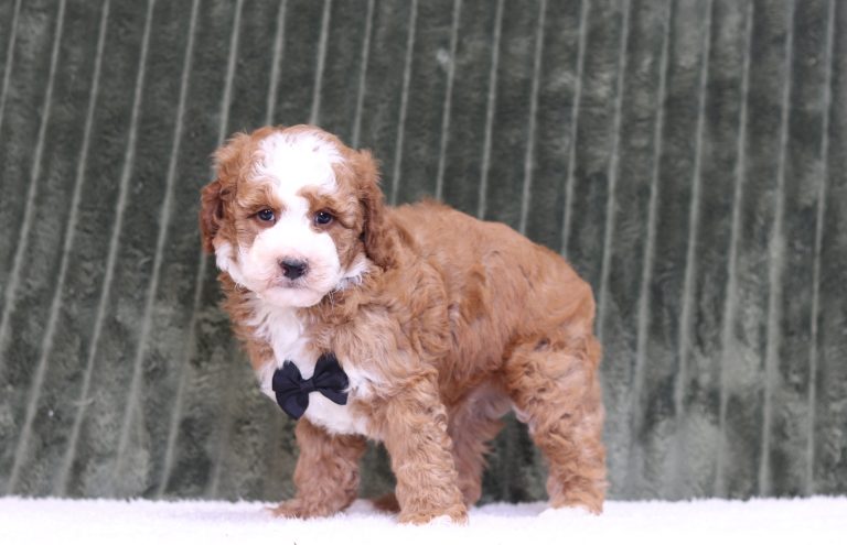 4431aa pinto the mini poodle-the puppy lodge