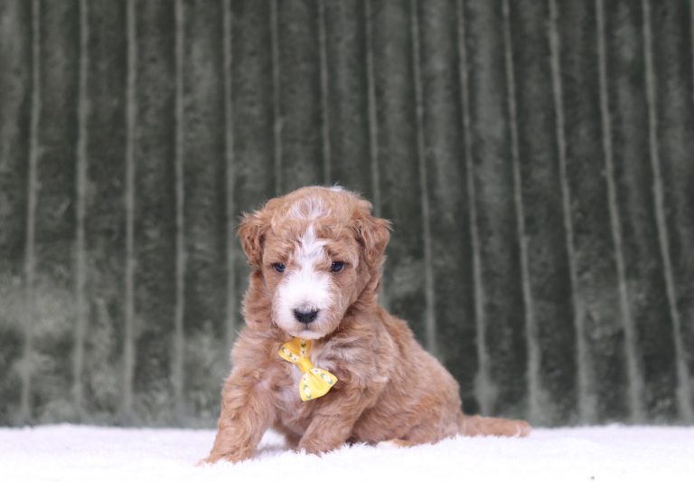 4432aaa Pat the mini poodle-the puppy lodge