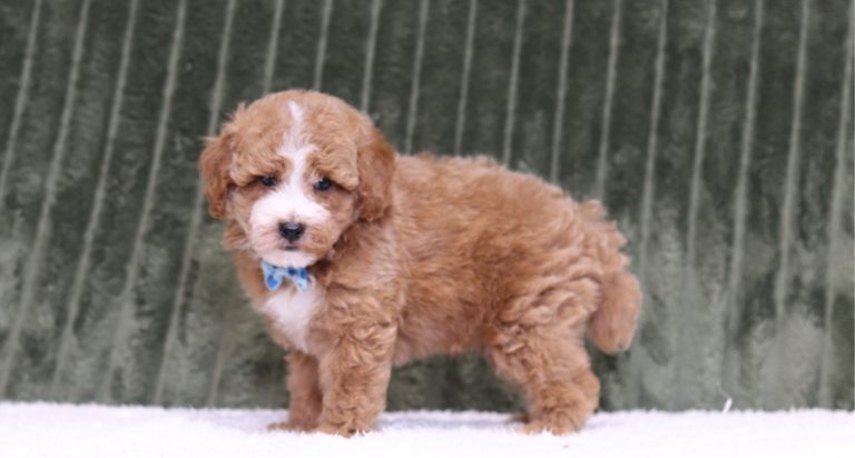 4432aa pat the mini poodle-the puppy lodge