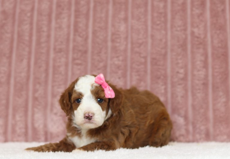 4433aa Prissy the mini poodle-the puppy lodge