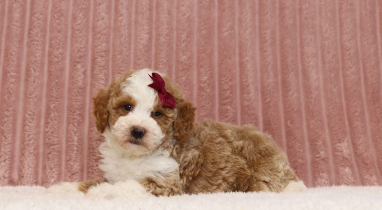 4434aa pam the mini poodle-the puppy lodge