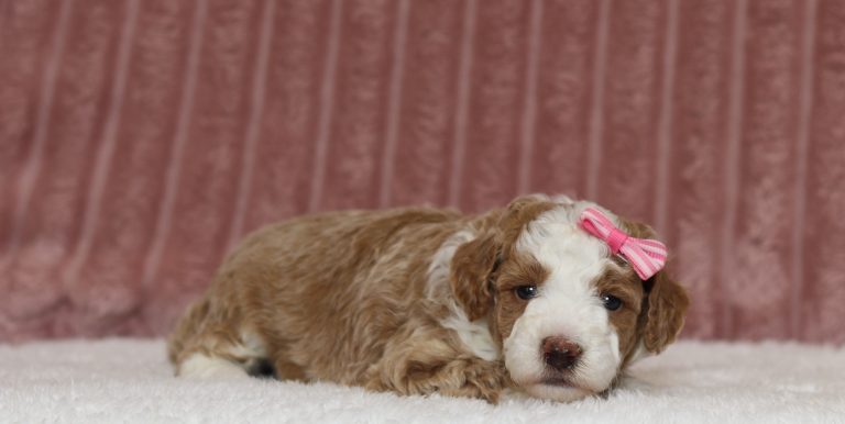 4434a Pam the mini poodle-the puppy lodge