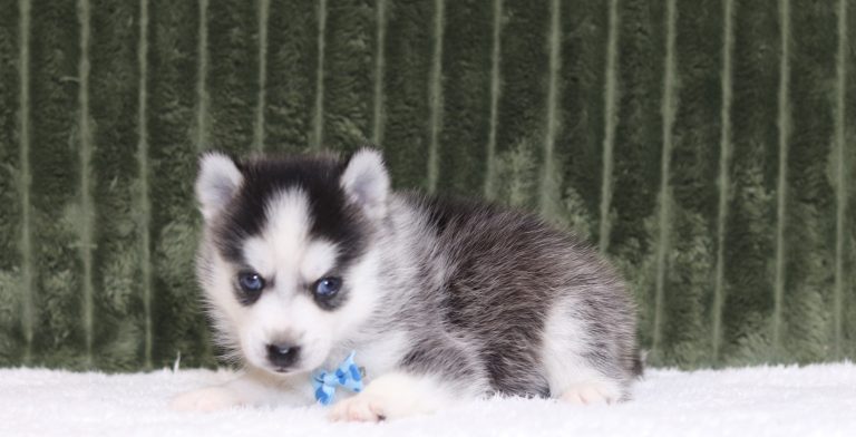 4446aLonnie the pomsky-the puppy lodge