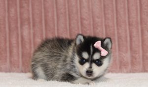 4447aLorene the pomsky-the puppy lodge